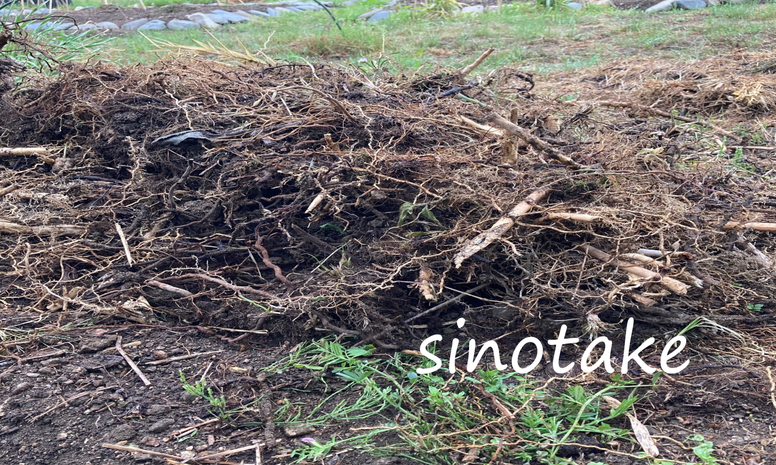 花壇に迫る篠竹除去 地下茎にはびこる根の堀上げと今後の対策 カオスなlifeブログ